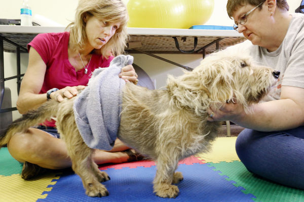Four Paws Fitness and Rehab
